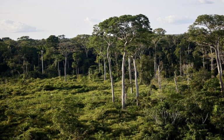 Le Mozambique se dote du projet Great Limpopo pour la protection de ses forêts et la lutte contre la déforestation