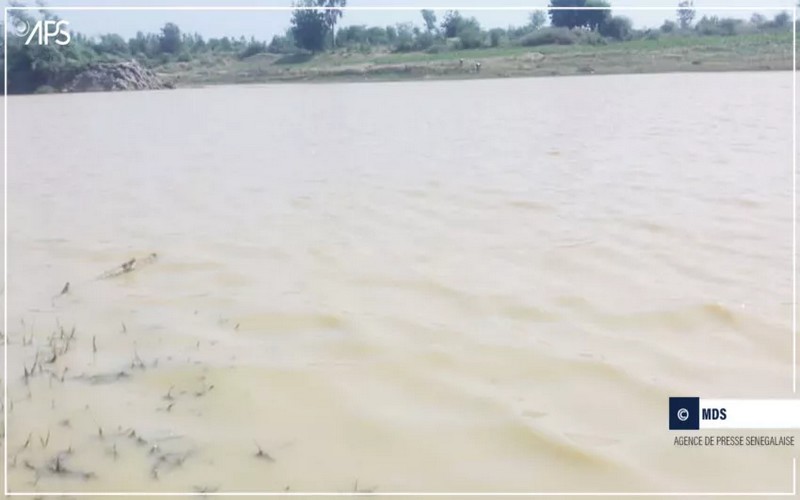 La détresse des producteurs de Bakel face à la pollution des eaux de la Falémé et du fleuve Sénégal