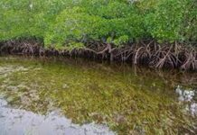 La moitié des mangroves du monde menacées par les activités anthropiques, alerte l’UICN dans une étude