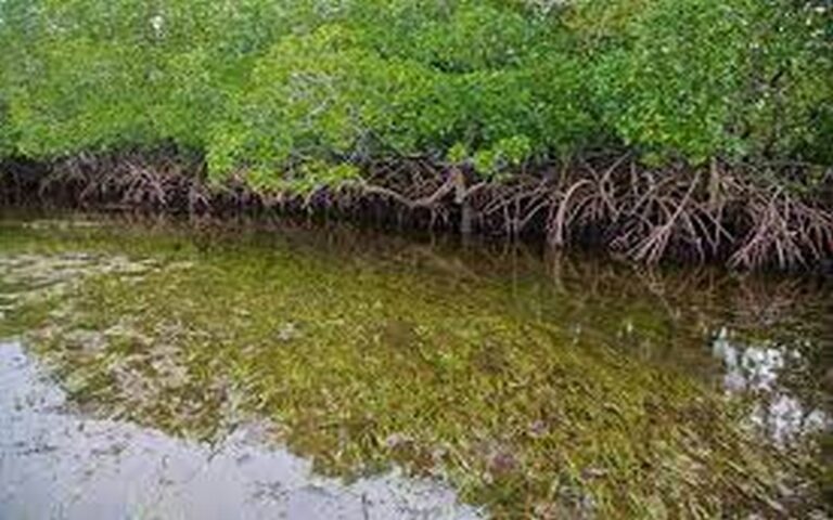 La moitié des mangroves du monde menacées par les activités anthropiques, alerte l’UICN dans une étude