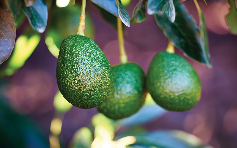 L’industrie horticole tanzanienne pourrait entamer ses expéditions d’avocats vers la Chine en 2024