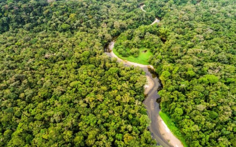 Percée botanique : Des scientifiques cartographient les espèces essentielles des forêts tropicales
