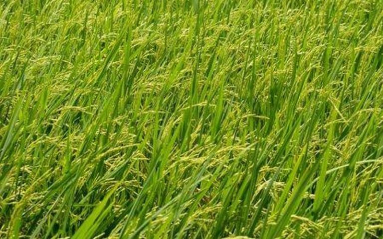 Production de riz et d’avocats : Un groupe d’investisseurs émiratis envisage investir 30 millions de dollars en Angola