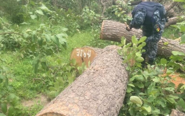 Sénégal : Un camion-grue et des charrettes transportant du bois saisis à Ndiamalathiel, selon le commandant Amadou Ba
