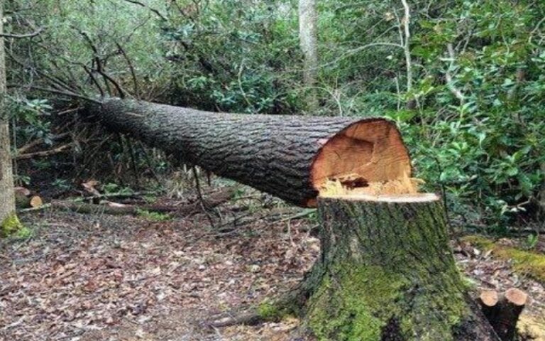 Au Sénégal, les forêts de Tivaouane sont sous l’engrenage des spéculateurs fonciers