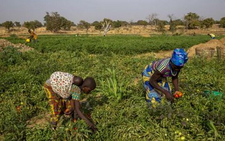 Comment répondre aux défis agroécologiques qui se posent à l’Afrique ?