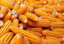 Le Ghana augmentera ses importations de maïs de près de 11 fois en 2024/2025 en raison de la sécheresse, selon l’USDA