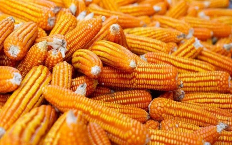 Le Ghana augmentera ses importations de maïs de près de 11 fois en 2024/2025 en raison de la sécheresse, selon l’USDA