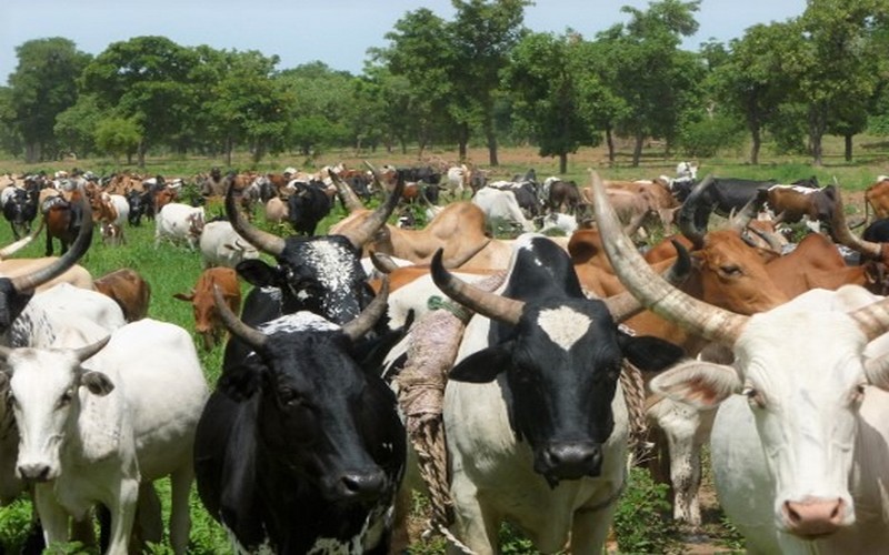Des organisations ouest-africaines d’éleveurs peaufinent une stratégie de protection de la filière laitière