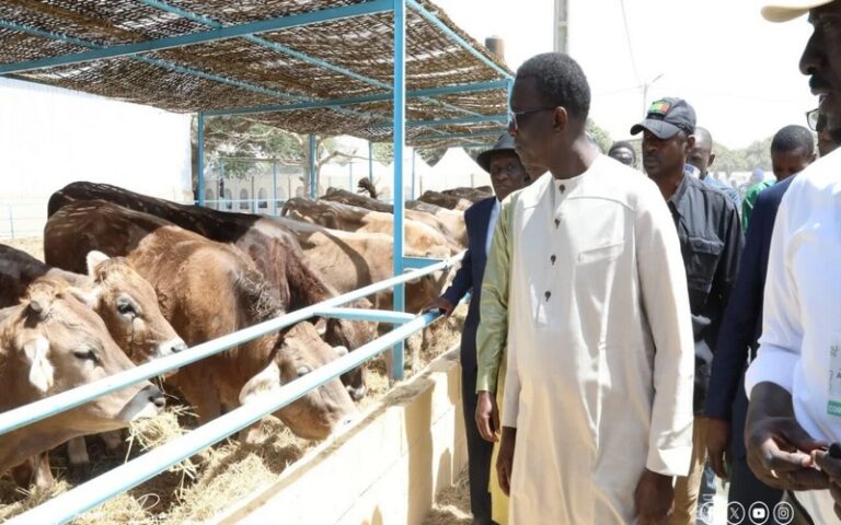 Elevage : Le Premier ministre Sénégalais réceptionne 1 300 génisses gestantes à Niague