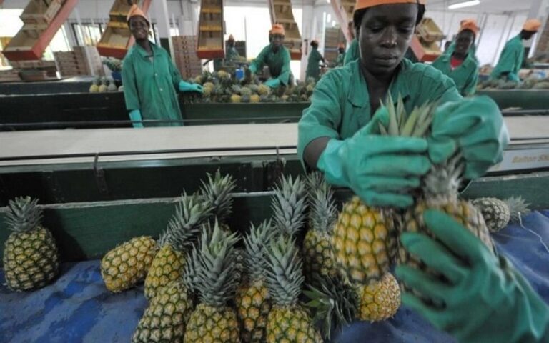 La filière de l’ananas en difficulté en Côte d’Ivoire
