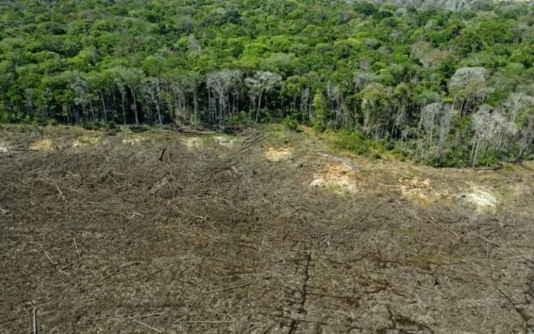 La forêt amazonienne pourrait franchir un point de non-retour d&rsquo;ici à 2050, alertent les scientifiques