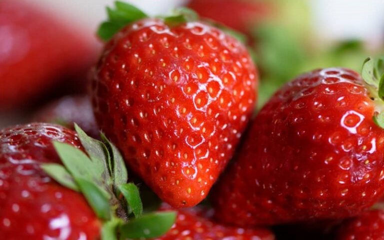 La production de la fraise au Bénin, une mine d’or sous valorisée