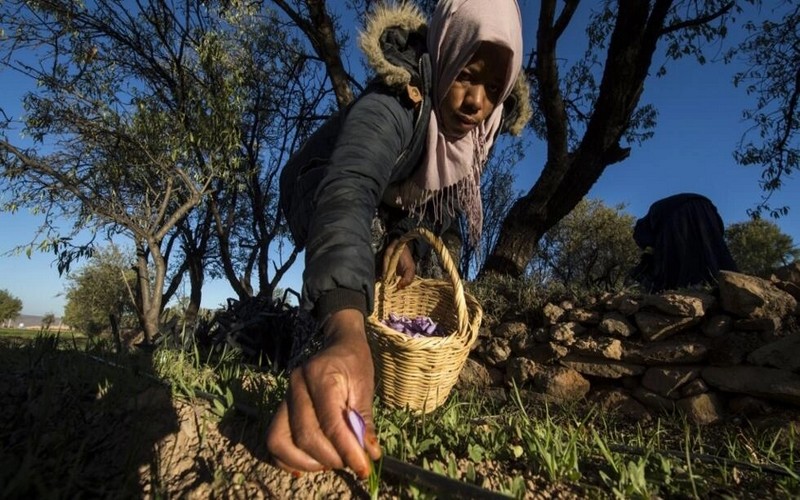 La saison agricole dangereusement compromise au Maroc après une sixième année de sécheresse