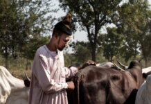 La transhumance au cœur des tensions entre éleveurs et agriculteurs en Centrafrique