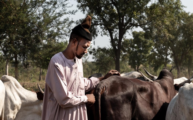 La transhumance au cœur des tensions entre éleveurs et agriculteurs en Centrafrique