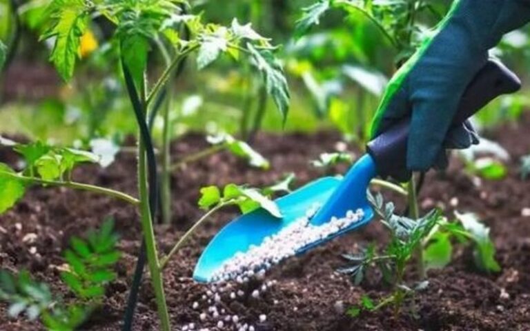 Le gouvernement du Kenya veut doubler le volume d’engrais subventionné à 600 000 tonnes en 2024