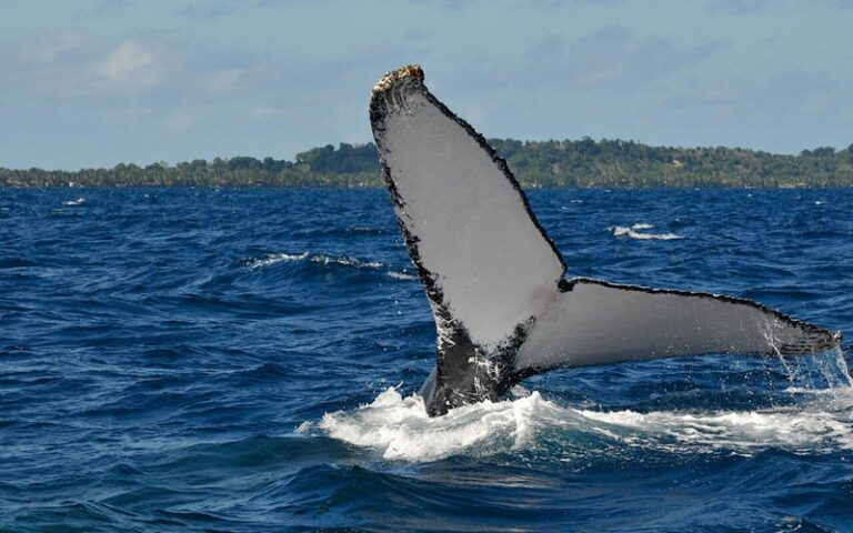 Madagascar adopte une charte de bonne conduite pour l&rsquo;observation des animaux marins