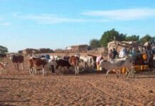 PRECEL : Le Burkina Faso mise sur un financement de 200 millions $ pour stimuler le sous-secteur de l’élevage