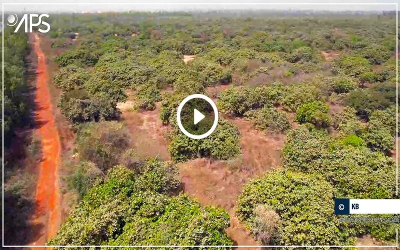 Sénégal : La forêt classée de Mbao, un poumon vert au bord de l’asphyxie