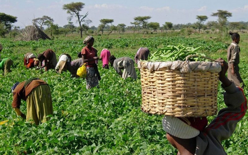 Une ligne de garantie de 1,3 milliard de FCFA de Proparco à Advans Cameroun pour booster le financement agricole