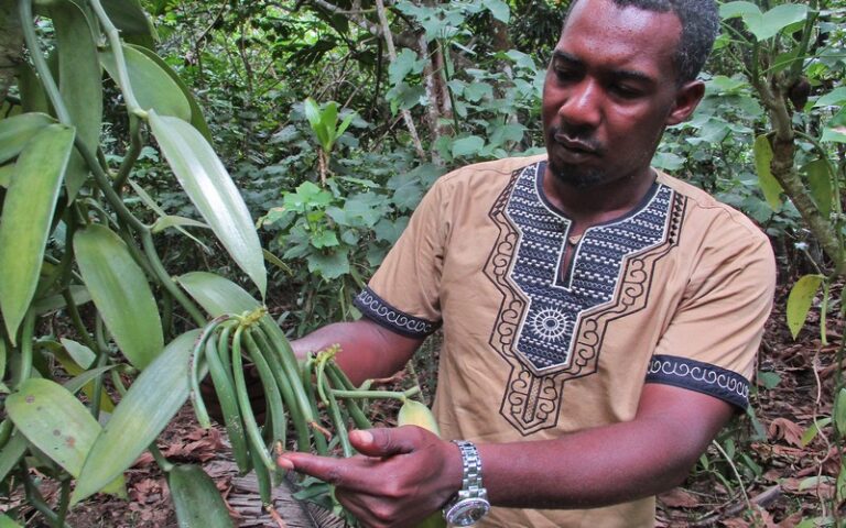 Une plantation artisanale de vanille de l’île aux Nattes fait l’objet d’une visite à Madagascar