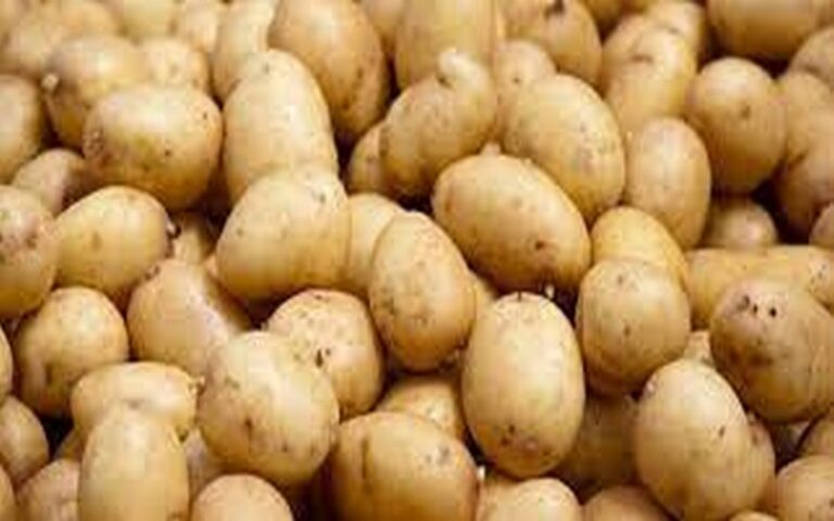 Une production de 85 mille tonnes de pomme de terre attendue à Mbane (Sénégal), selon le directeur de l’horticulture
