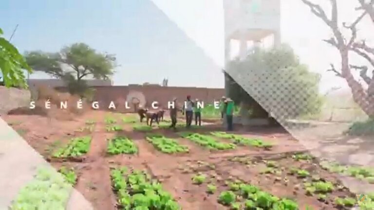Sangalkam : Une Mission Agricole Chinoise Transforme l’Agriculture Locale au Sénégal