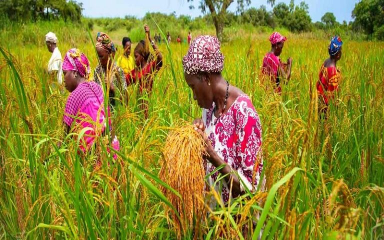 20 millions de dollars de la BAD pour renforcer la sécurité alimentaire et accroître les revenus de petits producteurs au Sénégal