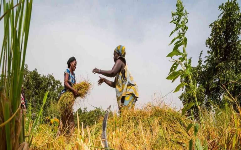 La BAD accorde un financement supplémentaire de 16 millions de dollars pour renforcer l’agriculture et la sécurité alimentaire en Gambie          