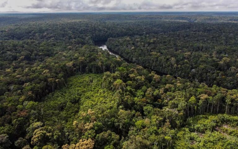 La biodiversité permet à la forêt de mieux résister au changement climatique, selon deux études