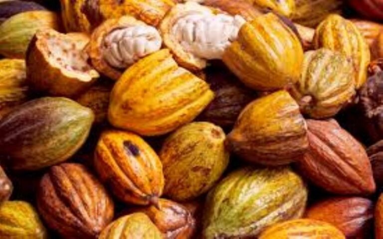 Les planteurs de cacao ivoiriens espèrent une forte hausse du prix plancher du kilo