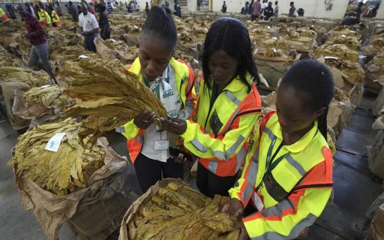 La sècheresse fait baisser la production de tabac au Zimbabwe