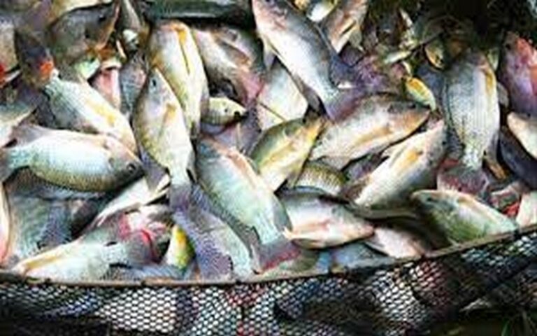 Le Togo à la quête de 20 milliards FCFA pour développer sa filière poisson