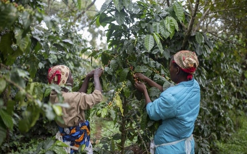 Le défi du financement de la transition agricole en Afrique                    