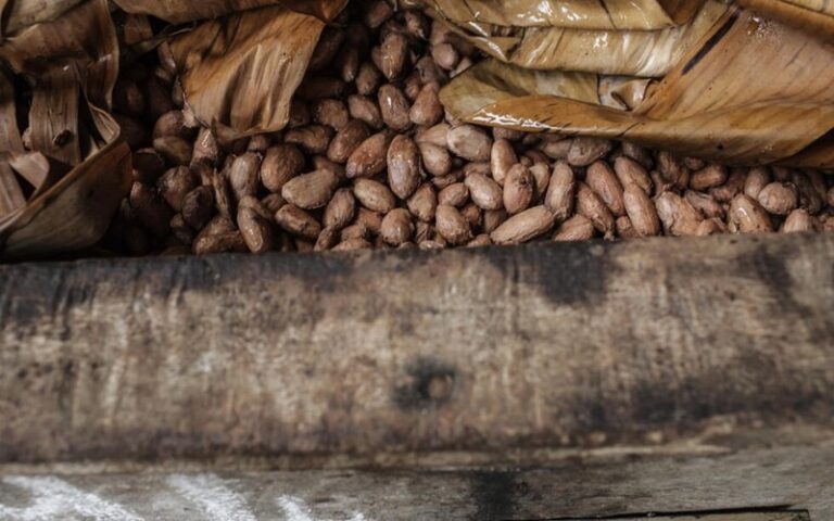 Les prix de cacao désormais supérieurs à ceux de la vanille : Les producteurs malgaches savourent la mesure