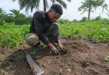 Les retombées du programme d’1 milliard d’arbres plantés en RD Congo
