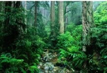 Le Sénégal mise sur la sensibilisation et le reboisement pour pallier au désastre forestier