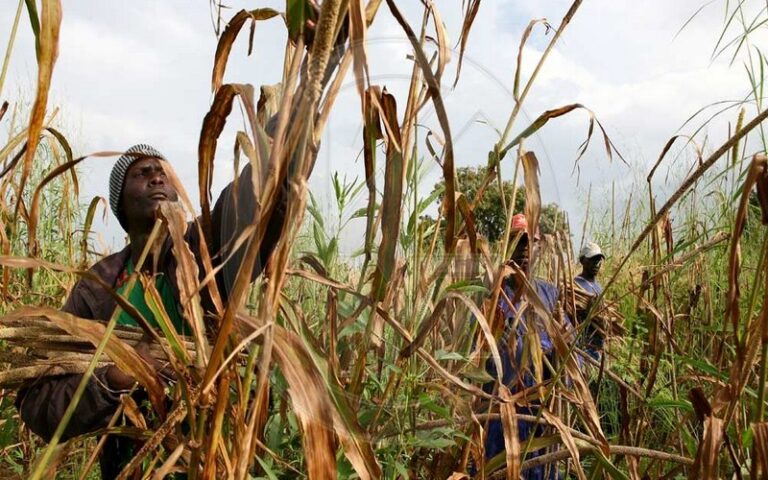 Sénégal : Une étude révèle une augmentation des températures et un raccourcissement de l’hivernage à Tambacounda  