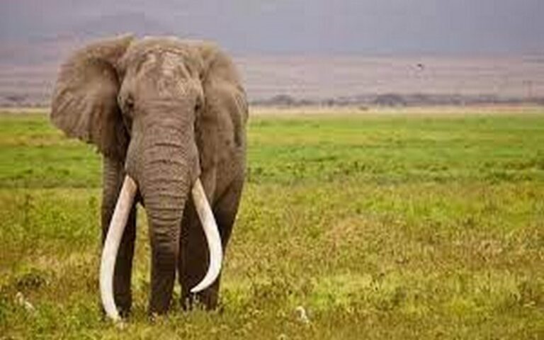 Un éléphant Super Tusker, espèce menacée d&rsquo;extinction, abattu en Tanzanie