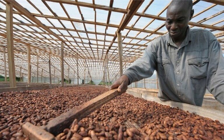 Les pays producteurs de cacao demandent à l’UE de reporter la loi contre la déforestation