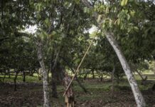Des activités minières de la région d’Ashanti (Ghana) menacent des plantations de cacaos