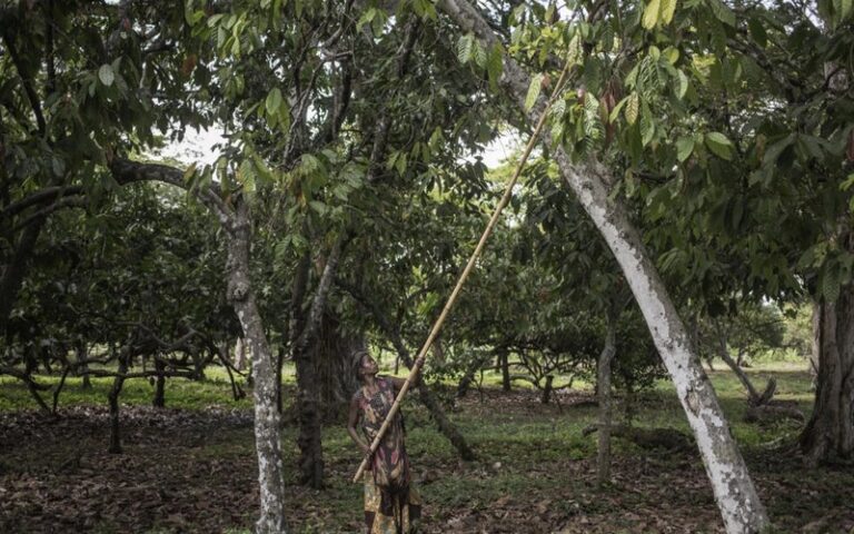 Des activités minières de la région d’Ashanti (Ghana) menacent des plantations de cacaos