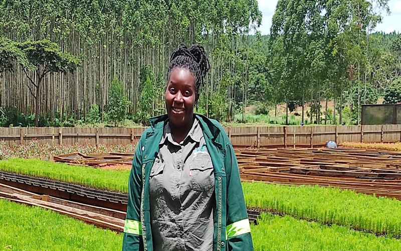 La FAO et l’UE lancent un projet de 15 millions d’euros pour renforcer la durabilité du secteur forestier