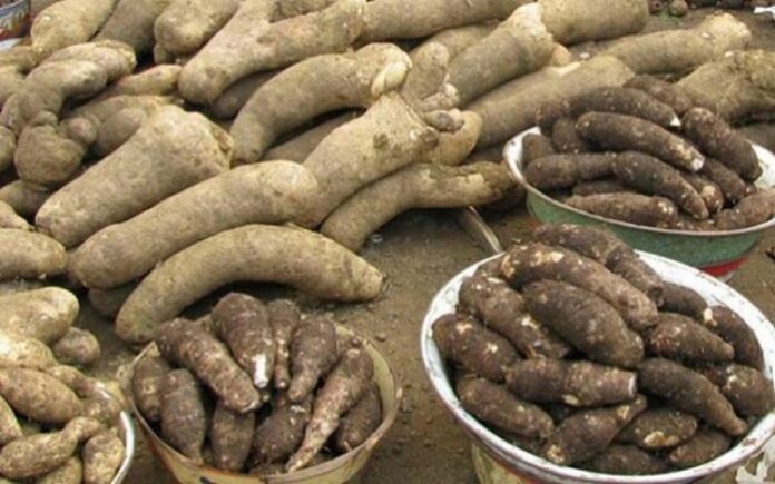 Le Togo enregistre une nouvelle hausse de près de 8% de la production de tubercules