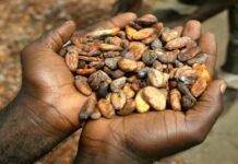 Le prix du cacao durable au menu de la 5ème Conférence mondiale sur le cacao à Bruxelles