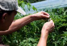 Réunion de la CMP : De plus amples mesures de lutte contre les organismes nuisibles et les maladies