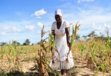 Sécheresse et conséquences alimentaires : Le Zimbabwe décrète l’état de catastrophe nationale