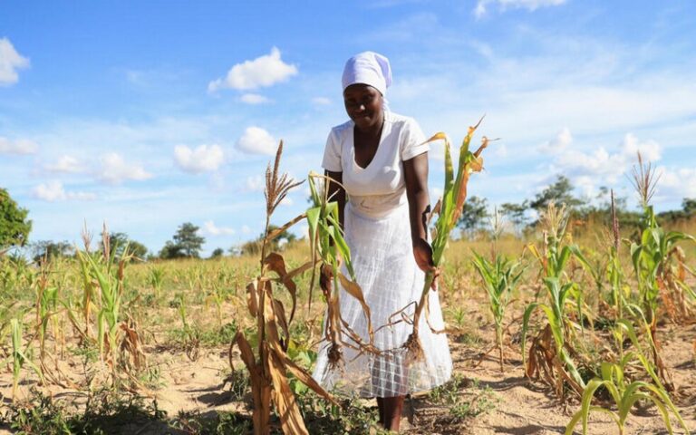 Sécheresse et conséquences alimentaires : Le Zimbabwe décrète l’état de catastrophe nationale