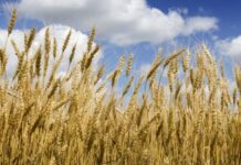 La Tunisie se dote d’un nouveau programme visant à financer la campagne céréalière 2024/2025